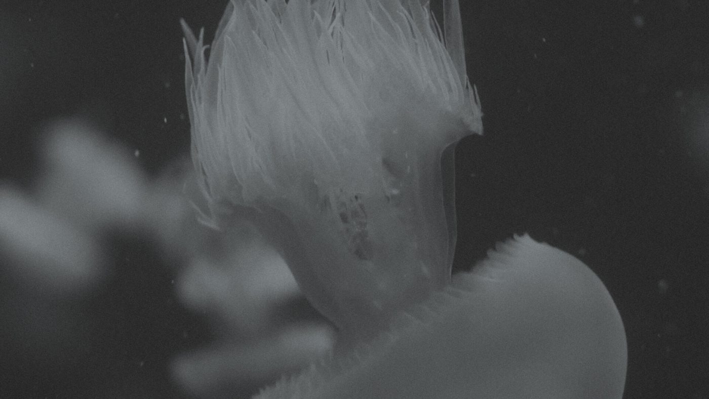 Jellyfish at Vancouver Aquarium